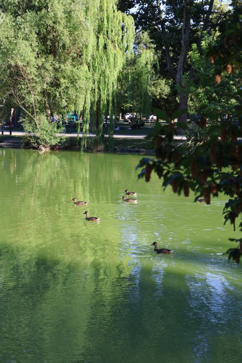 Free A serene park pond with ducks swimming under lush trees on a sunny day. Stock Photo