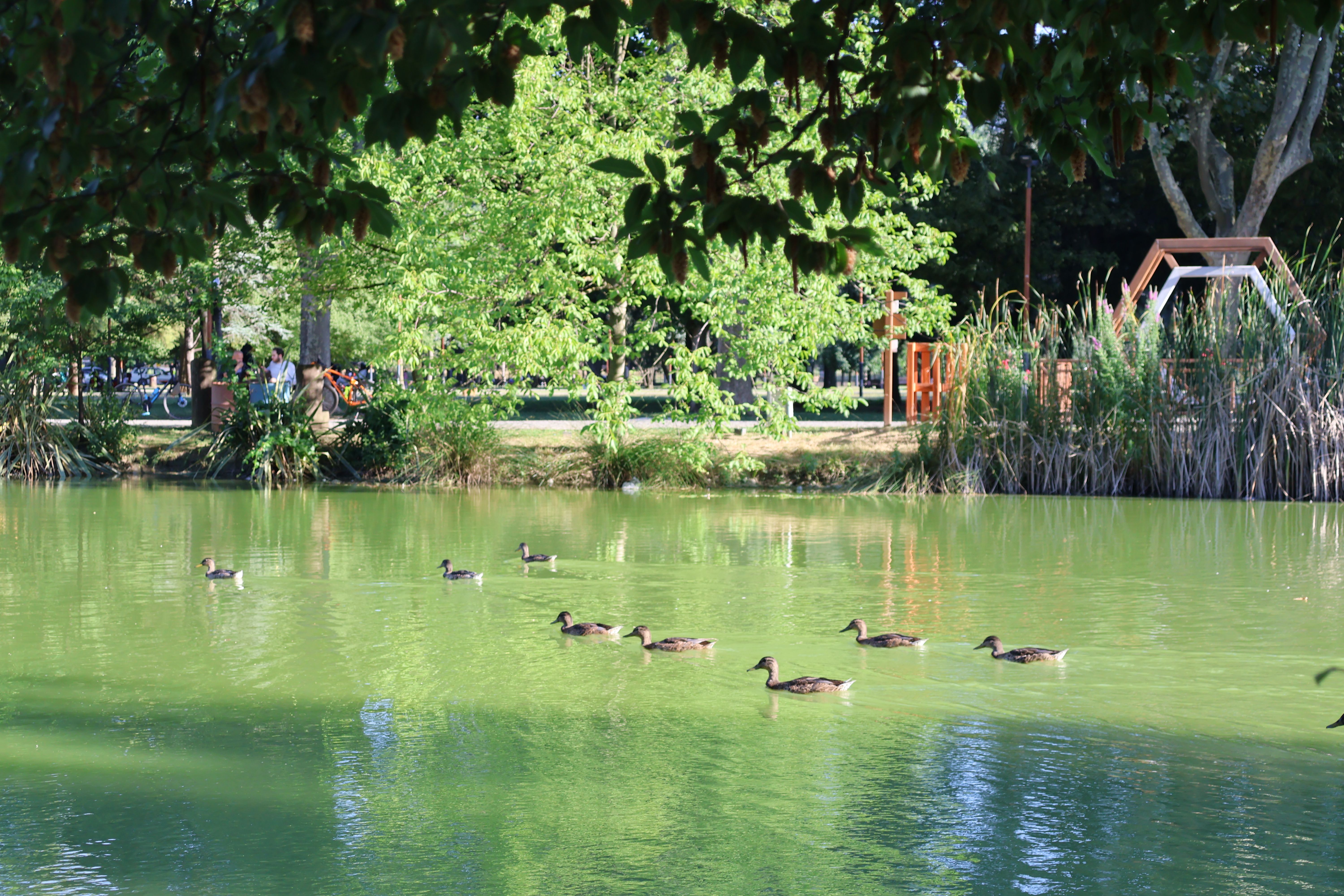 Banks of the Saône & Voie Verte Cycling