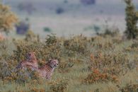 Graceful wild leopards on grassy savanna