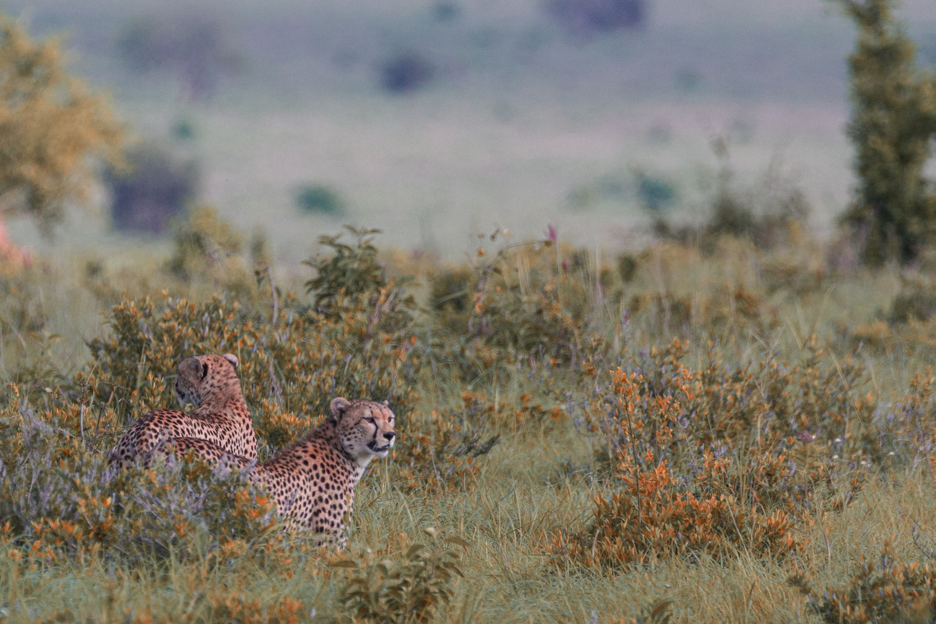 Graceful wild leopards on grassy savanna