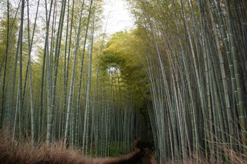 Free Explore the tranquil beauty of Arashiyama Bamboo Grove in Kyoto, Japan's serene landscape. Stock Photo