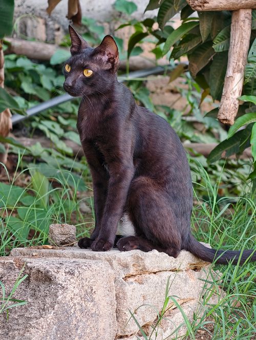 Free A sleek black cat with striking yellow eyes sitting on a stone in a lush outdoor garden. Stock Photo