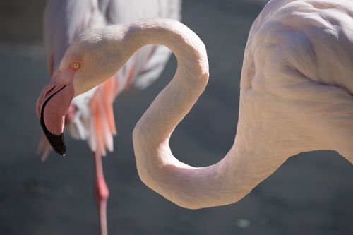 Free Close-up of a flamingo with elegantly curved neck in a serene outdoor setting. Stock Photo