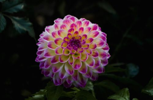 Free Close-up of a vibrant pink and yellow dahlia flower in a Kyiv garden. Stock Photo