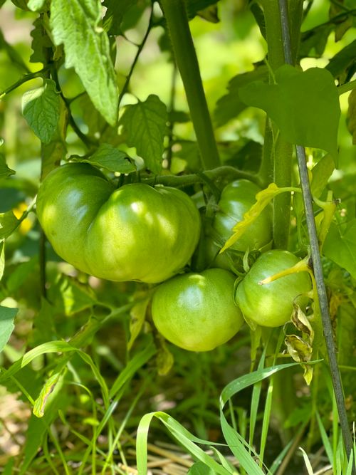 Free Fresh green tomatoes growing on the vine in a garden, surrounded by lush leaves. Stock Photo