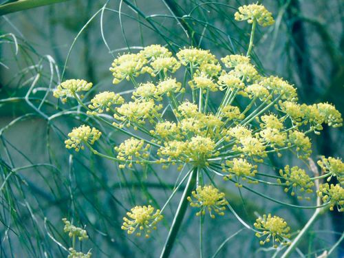 Free Detailed view of blooming wild fennel flowers with delicate yellow blossoms outdoors. Stock Photo