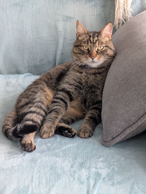 Free A cozy tabby cat relaxing on a soft sofa with a pillow. Stock Photo