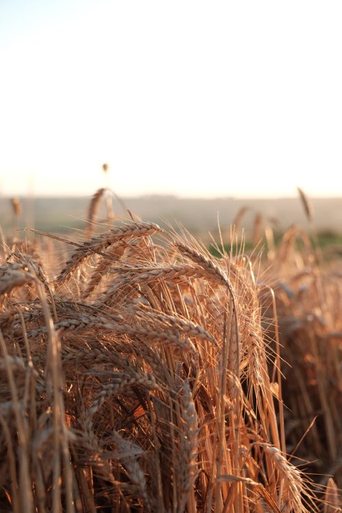 Free Captivating sunrise over a lush wheat field in Istanbul, Türkiye, showcasing golden hues and serene rural landscape. Stock Photo