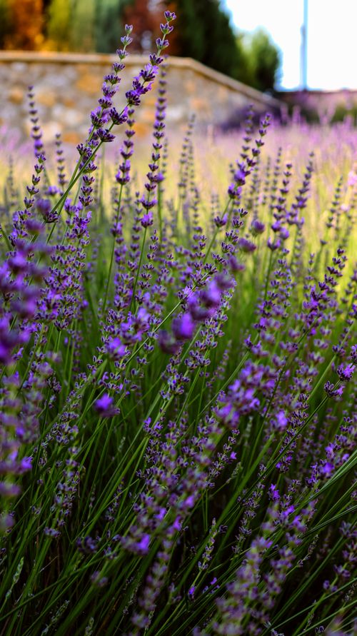 Free Explore vibrant lavender blooms in Gölbaşı, Ankara's serene outdoor fields, showcasing stunning natural beauty. Stock Photo