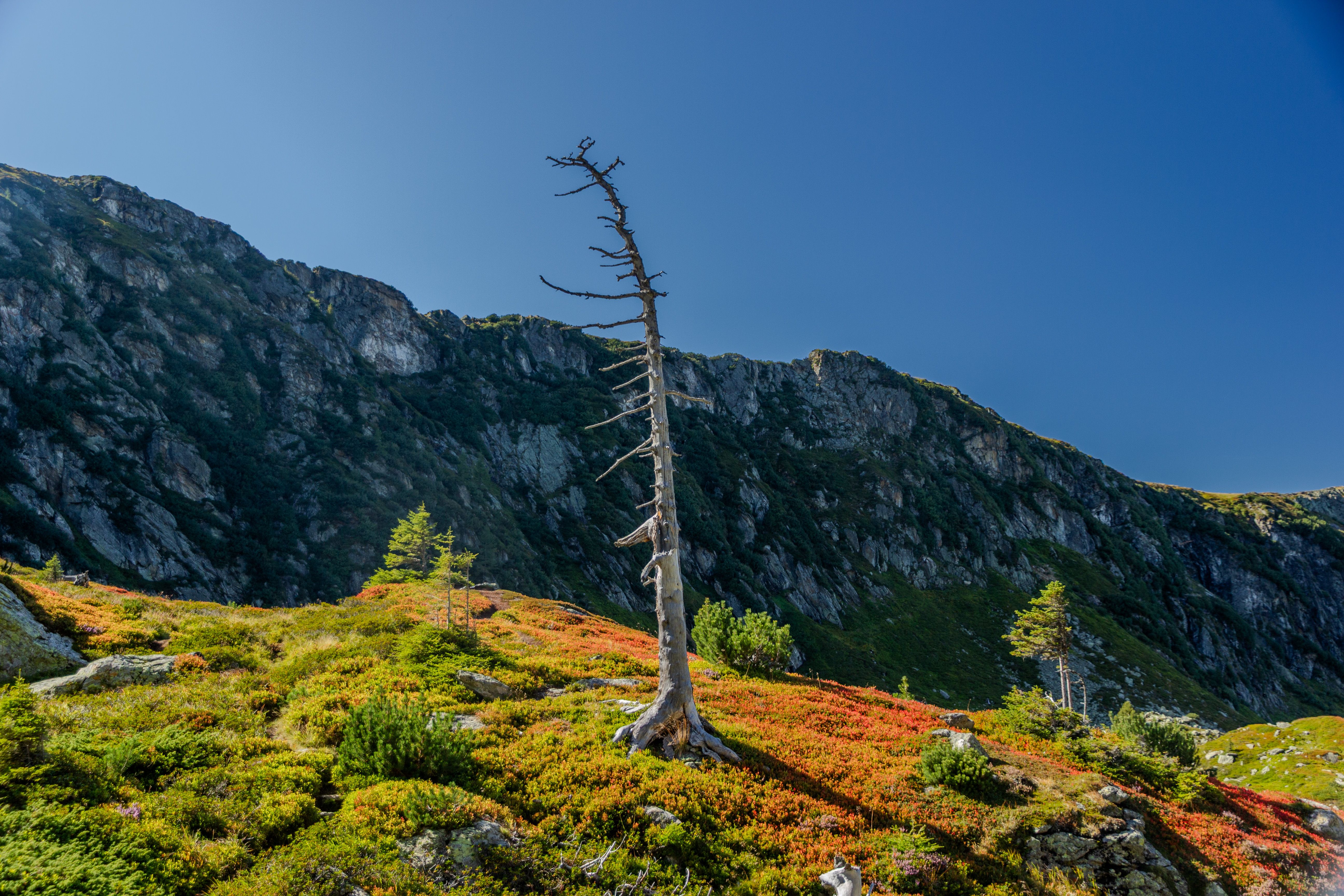 A solitary tree stands amidst a vibrant mountain landscape under a clear blue sky.