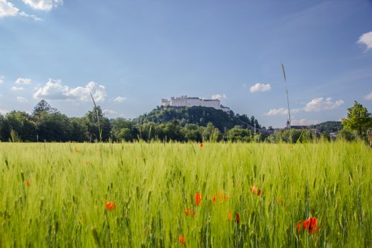 Sunny field with Hohensalzburg Fortress in the distance against a blue sky. Vibrant summer scene in Salzburg.