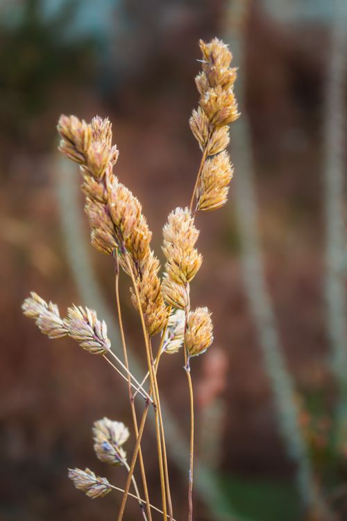 Free Detailed shot of wild grass, showcasing natural textures and earthy tones. Stock Photo