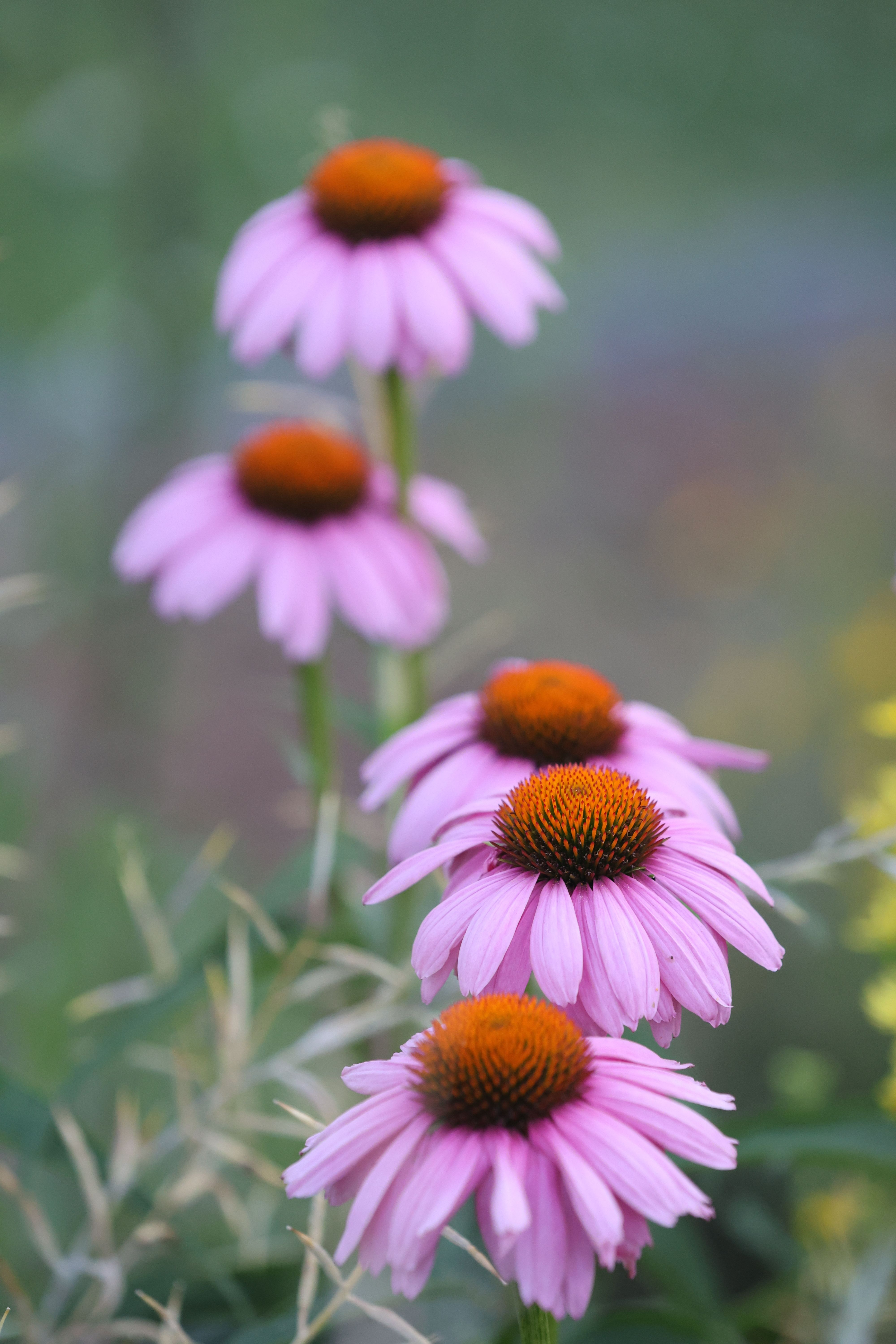 [ColoSach]-cluster-of-pink-coneflowers-(echinacea-purpurea)-with-soft-focus-background.