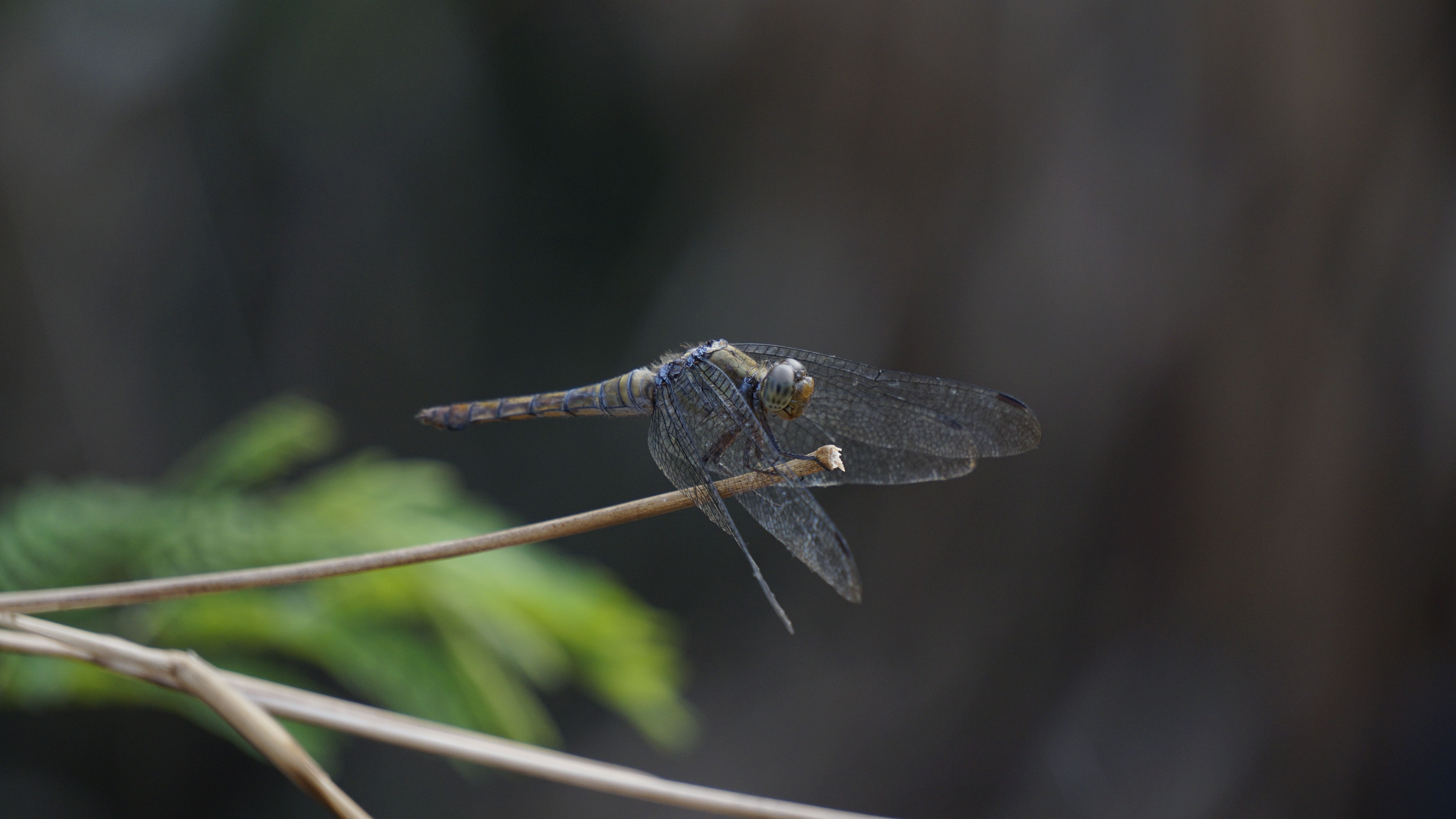 Dragonfly aerial fights follow some simple rules
