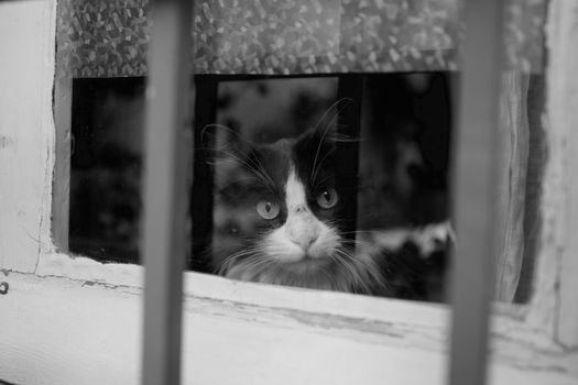 A black and white image of a cat gazing out a window, capturing a sense of curiosity and contemplation.