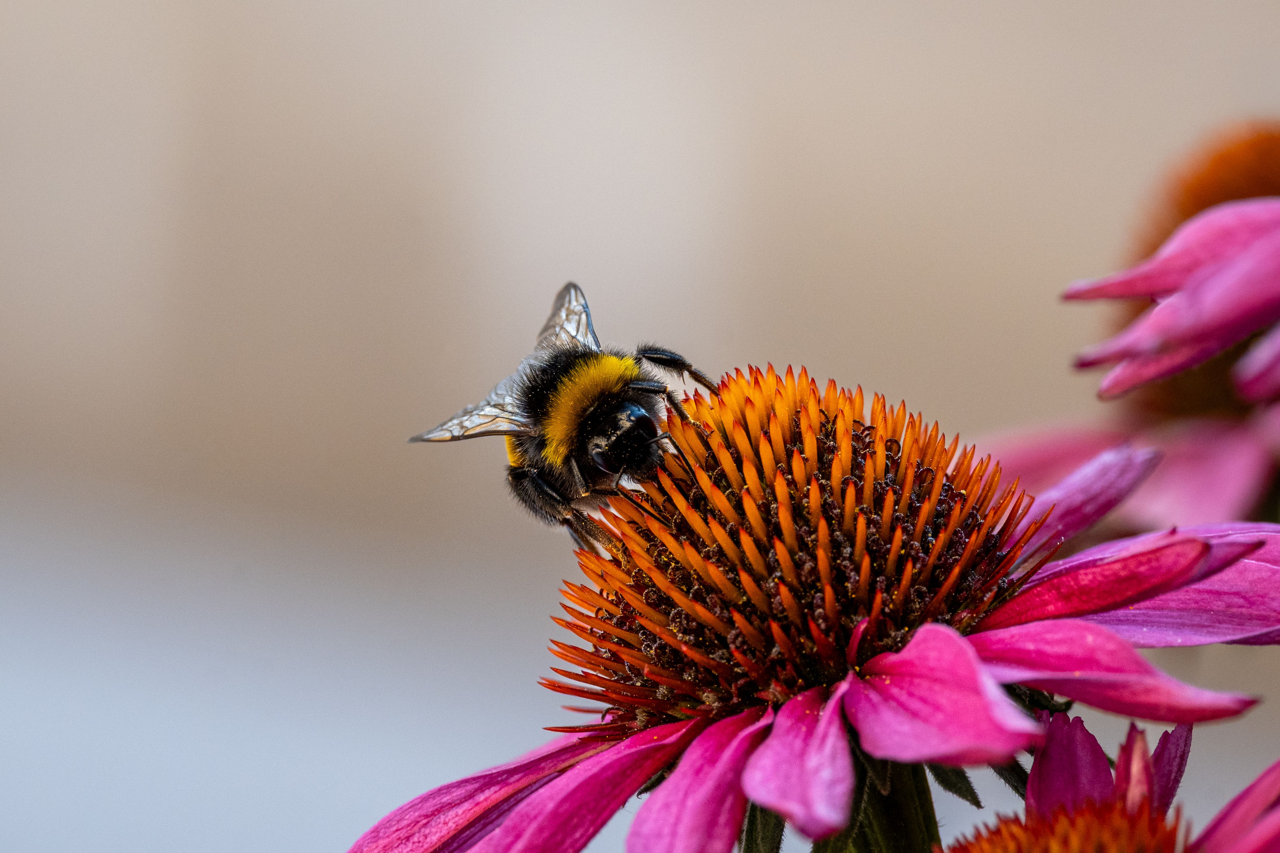 Tuinhandschoenen en tuinschaar op houten tafel.