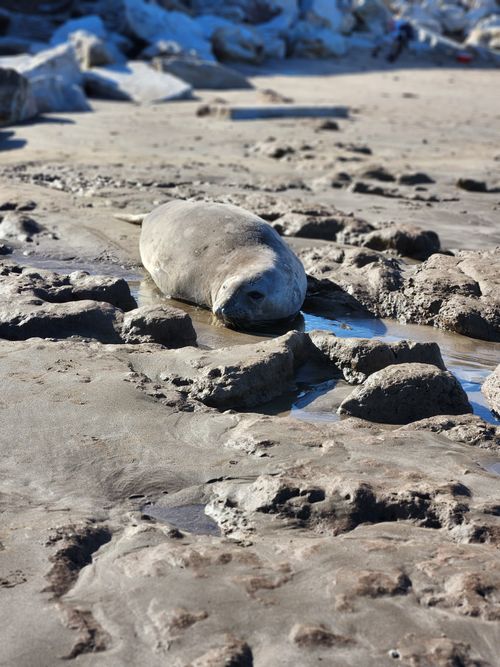 Free Elephant seal resting among rocky tide pools on Mar del Plata beach. Stock Photo