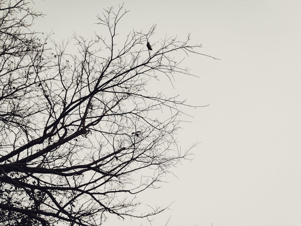 Foto d'estoc gratuïta de bellesa de la natura