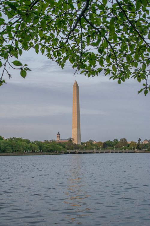 Free Scenic view of the Washington Monument framed by lush green leaves over the Tidal Basin. Stock Photo