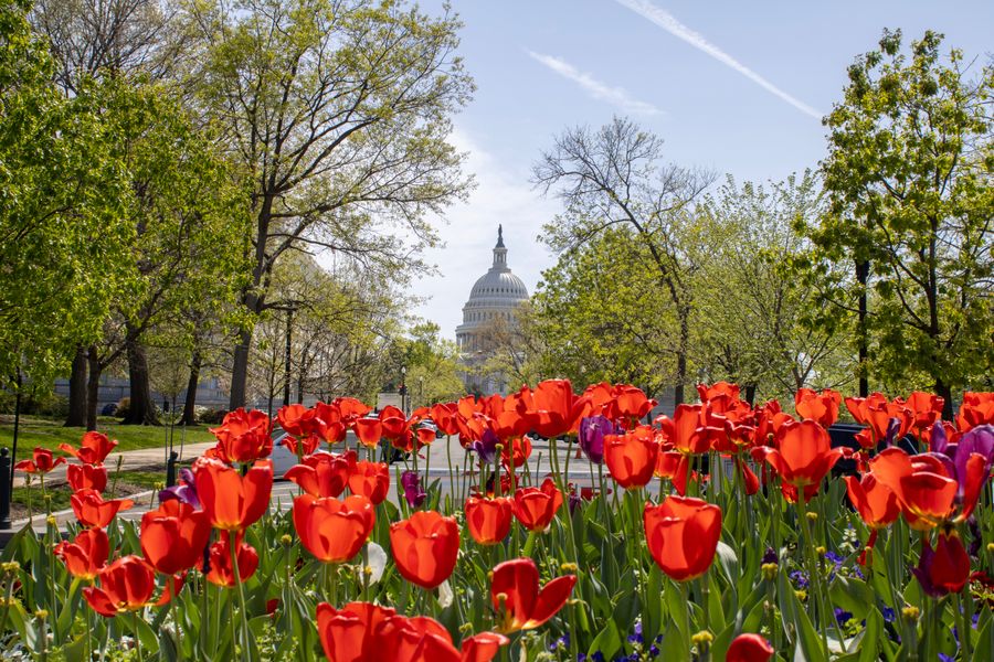 Hotels Near the National Cathedral, Washington DC: Closest Picks by Proximity and Sustainability