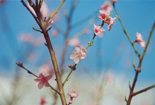 Free Vibrant peach blossoms bloom on branches against a clear blue sky, capturing the essence of spring. Stock Photo