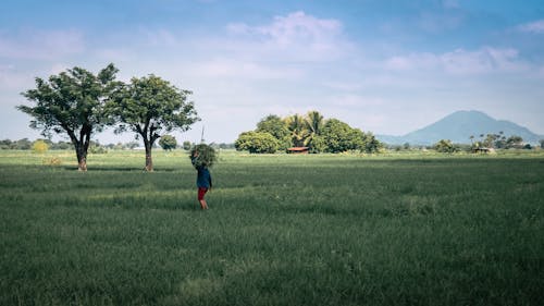 Δωρεάν στοκ φωτογραφιών με αγρότης, Άνθρωποι, ασιάτες