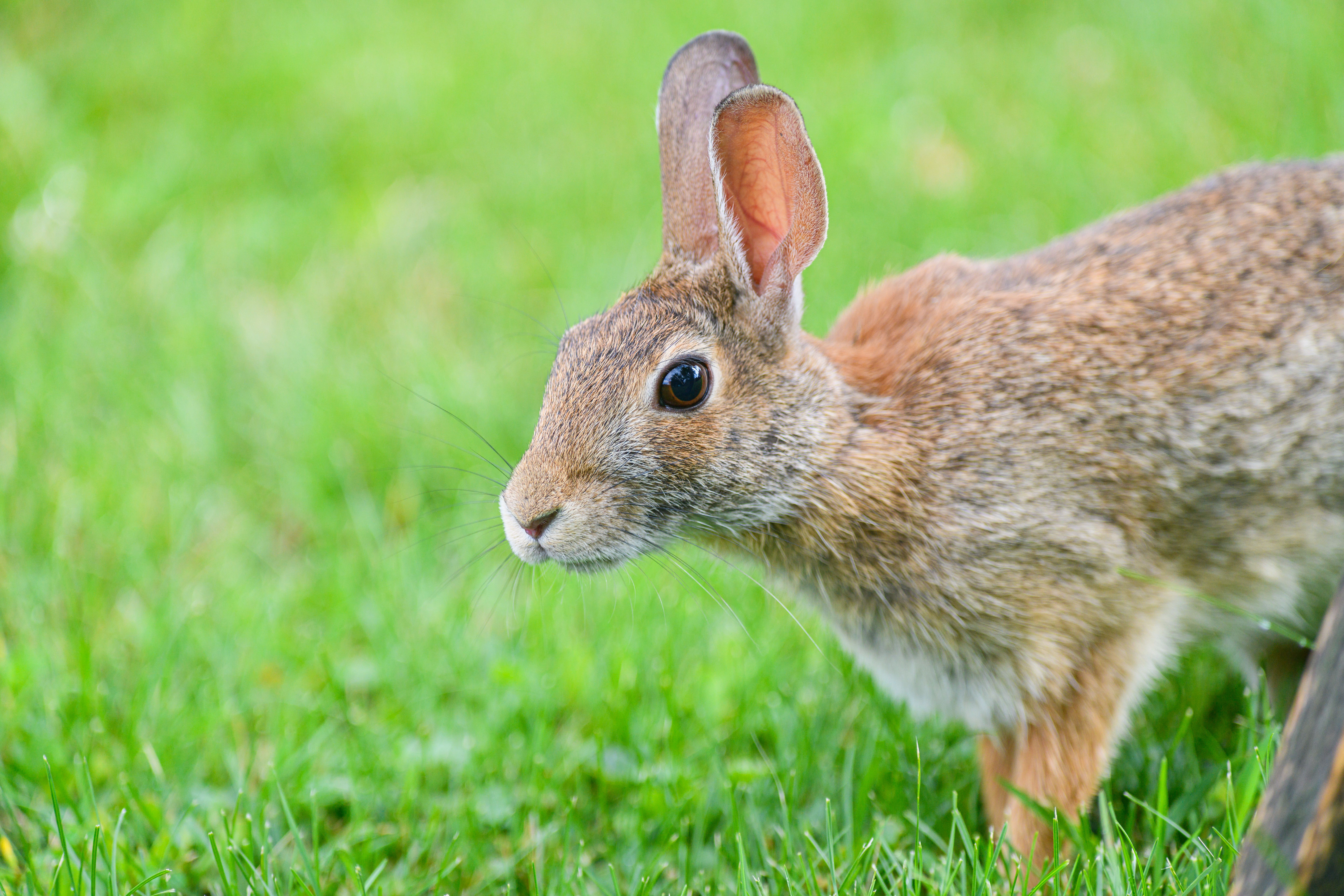 An Eastern Cottontail rabbit in a vibrant green grassy field, showcasing wildlife up close.