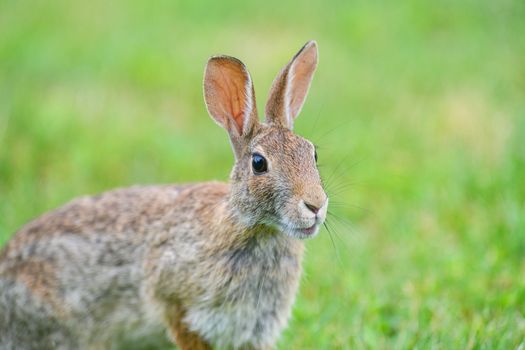 rabbit photo