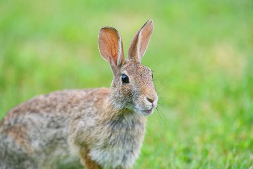 Free Portrait of a wild rabbit sitting on bright green grass outdoors. Stock Photo