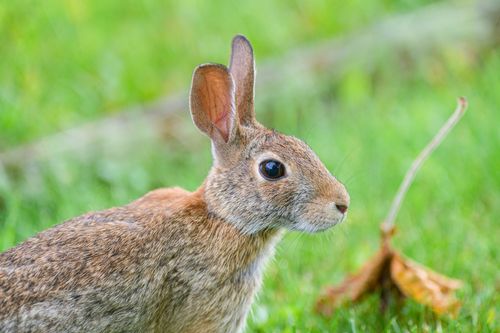 Free Detailed view of an Eastern Cottontail Rabbit sitting in a lush green meadow. Stock Photo