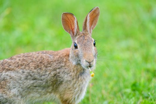 Close-up of a wild rabbit munching on a yellow dandelion in a grassy field.