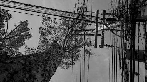 Foto profissional grátis de árvore, árvore de vidoeiro, céu