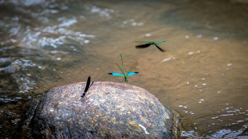 Foto profissional grátis de água, mosca, pedra