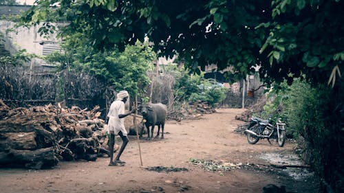 Δωρεάν στοκ φωτογραφιών με άνθρωπος από Ινδία, βουβάλι