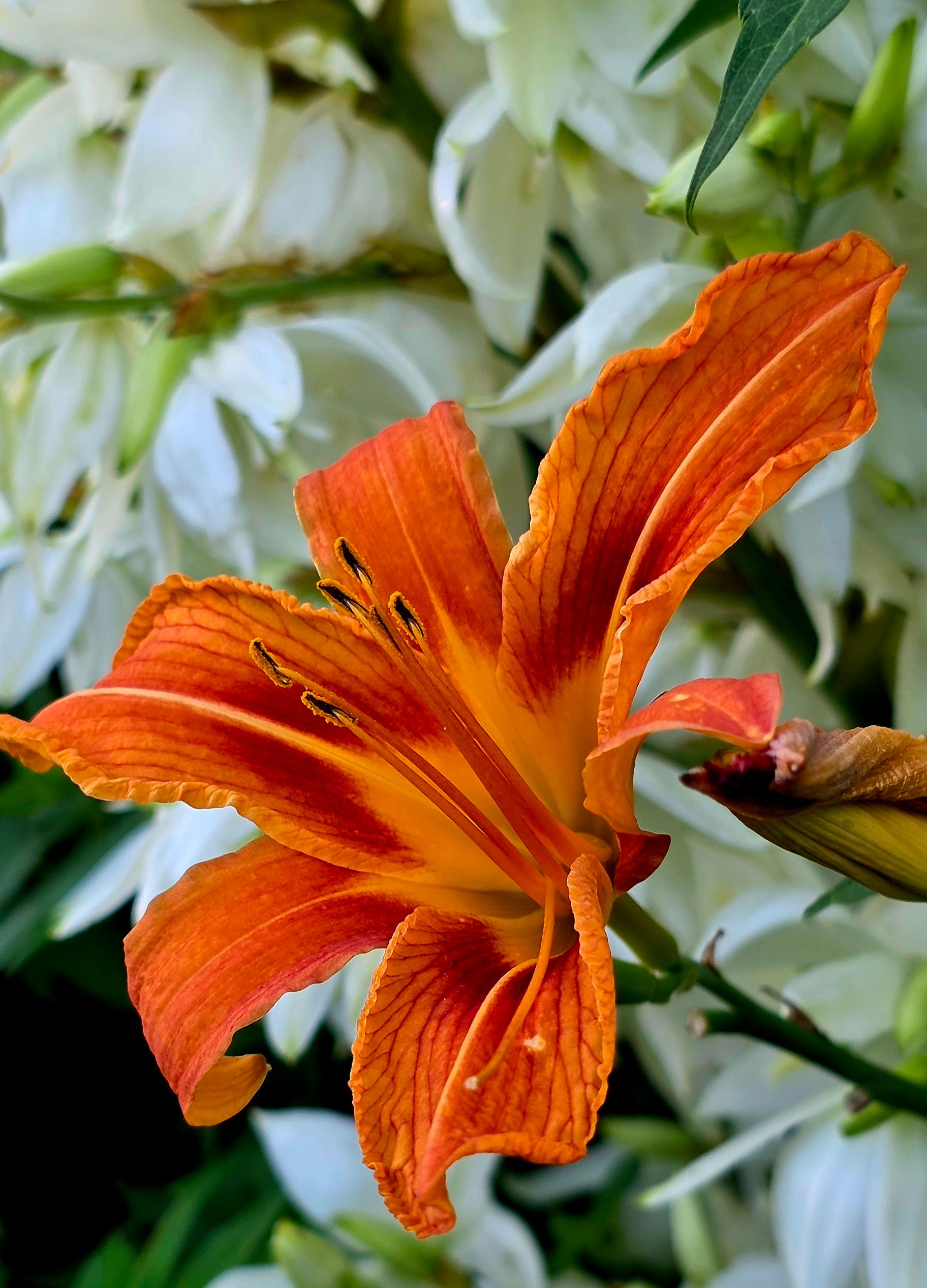 [ColoSach]-close-up-of-a-vibrant-orange-daylily-(hemerocallis)-with-lush-green-background.