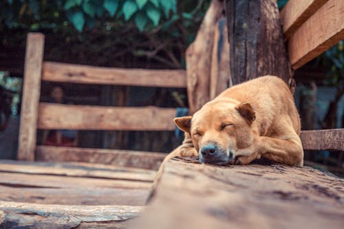 Foto profissional grátis de cachorro, dormir