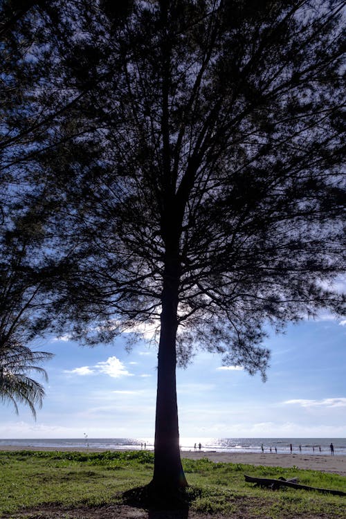 Foto profissional grátis de árvore, árvore de vidoeiro, céu