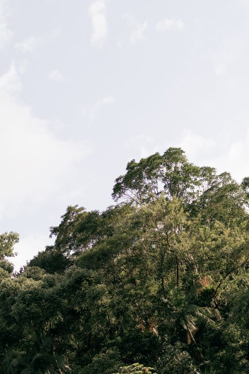 Free Vibrant green treetops reaching into a clear blue sky, showcasing nature's beauty. Stock Photo
