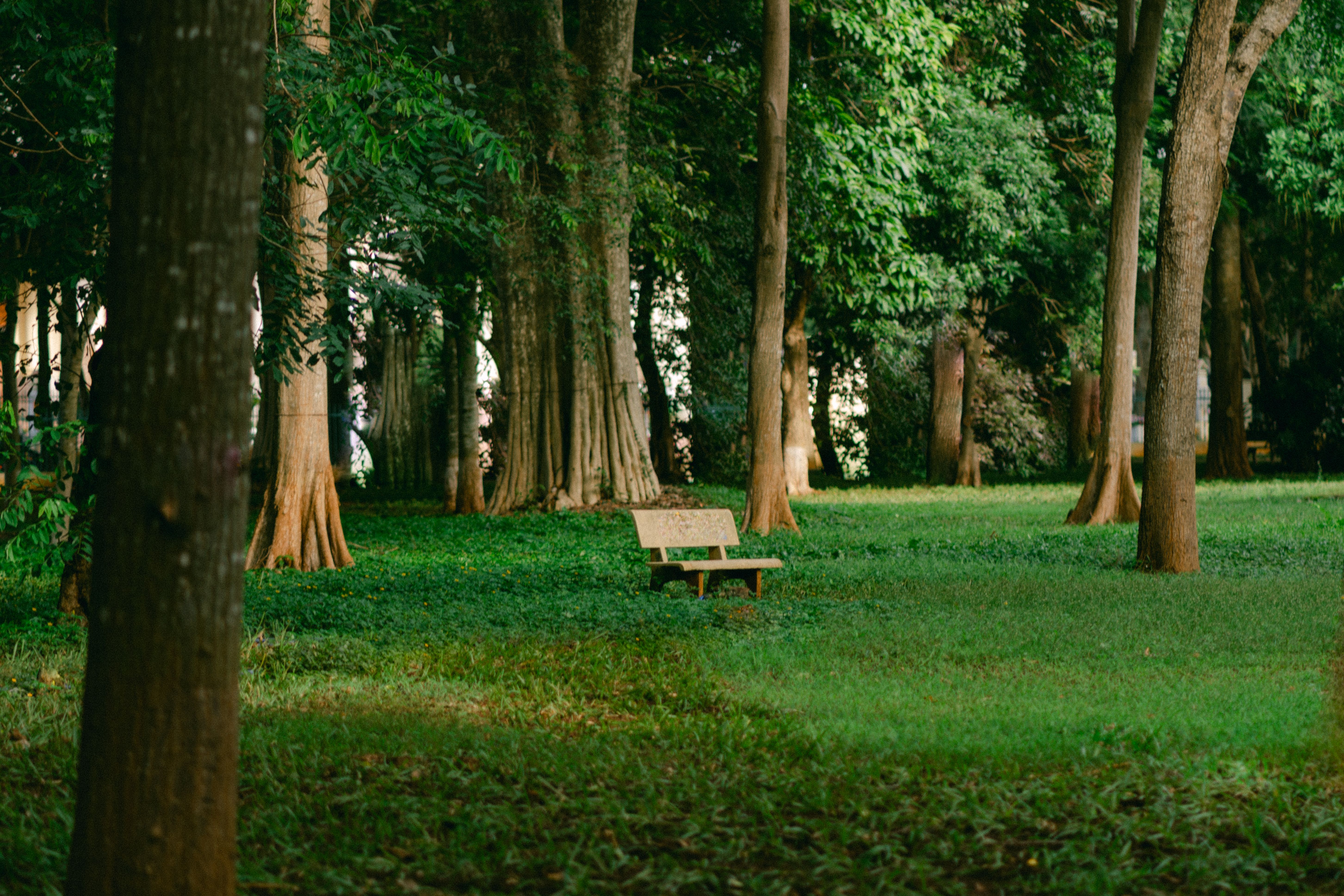 Serene forest park with an empty wooden bench surrounded by lush green trees.