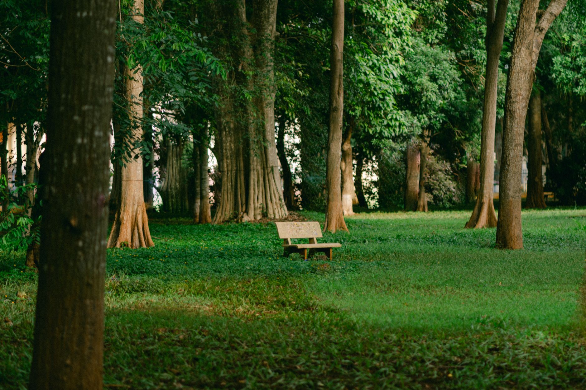 Serene forest park with an empty wooden bench surrounded by lush green trees.