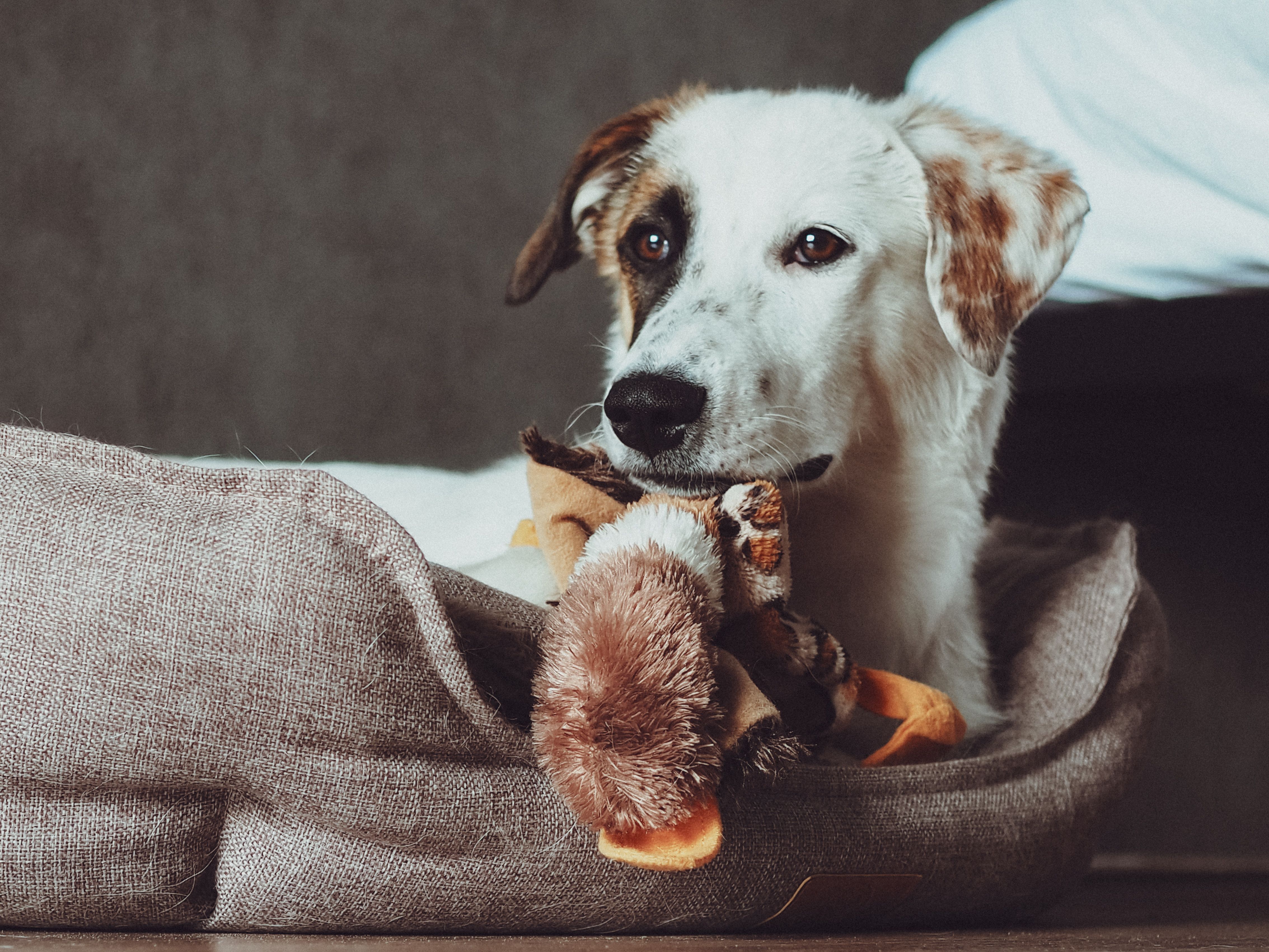 A cute dog lying in a comfortable bed with a plush toy, indoors.
