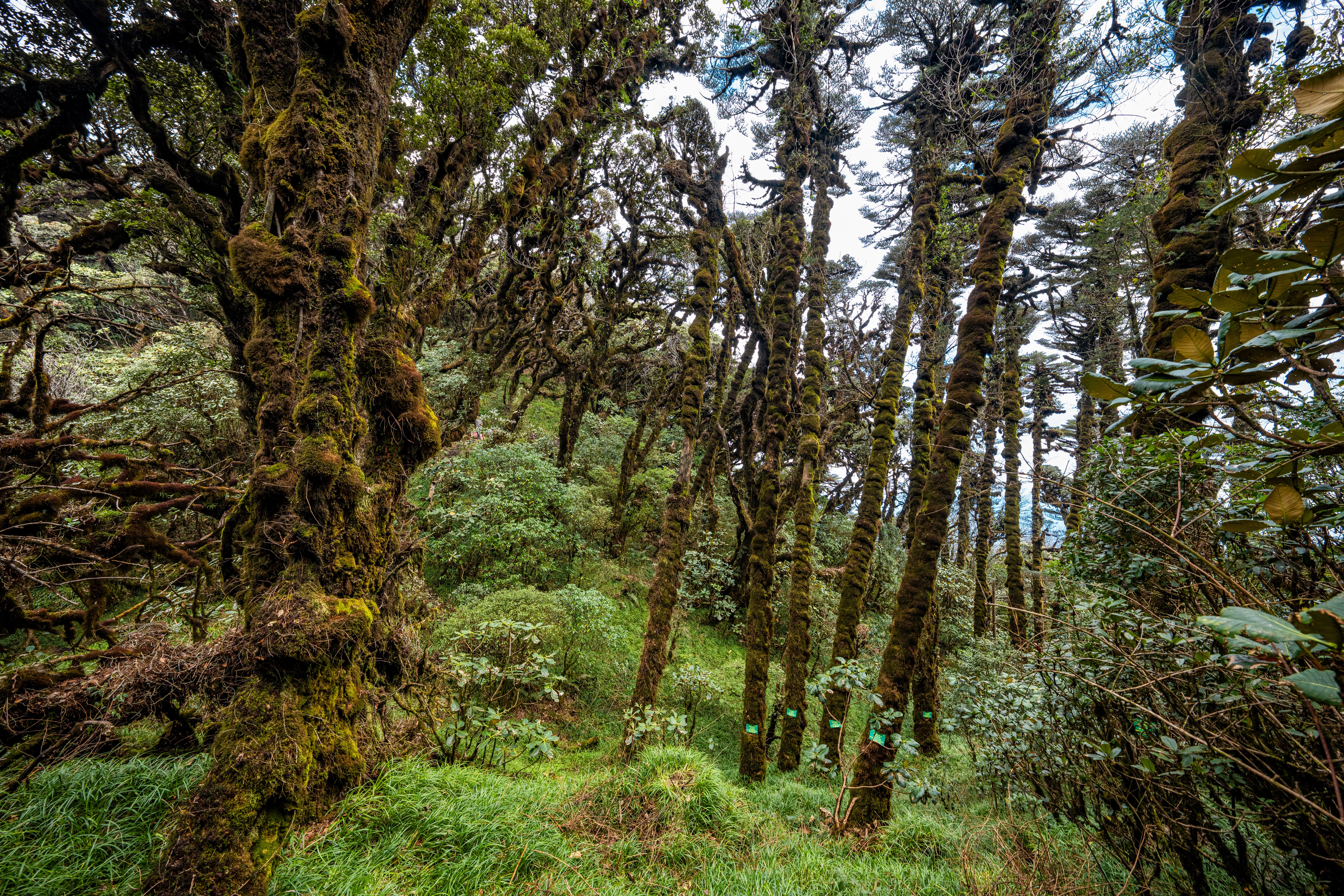 Dense forest with moss-covered trees and lush greenery showcasing rich biodiversity.. pexels, dense, forest