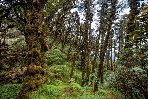 Free Dense forest with moss-covered trees and lush greenery showcasing rich biodiversity. Stock Photo
