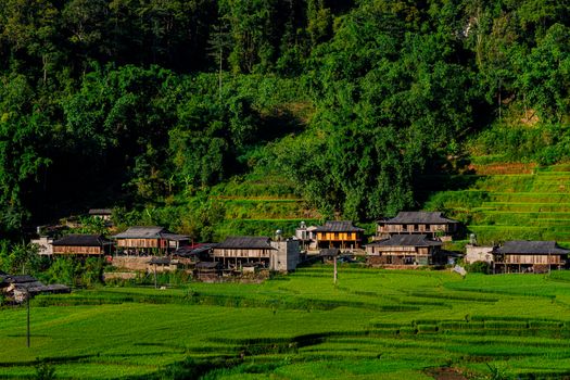 A picturesque rural village surrounded by lush green rice fields and dense forest.