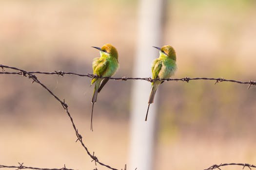 一只绿色的食蜂鸟安静地栖息在铁丝网栅栏上，背景平静而模糊