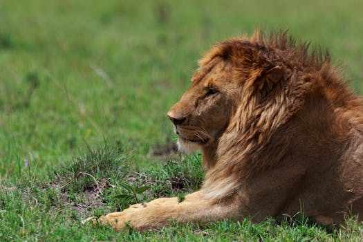 Close-up of a lion relaxing in a verdant African grassland, showcasing its majestic mane.