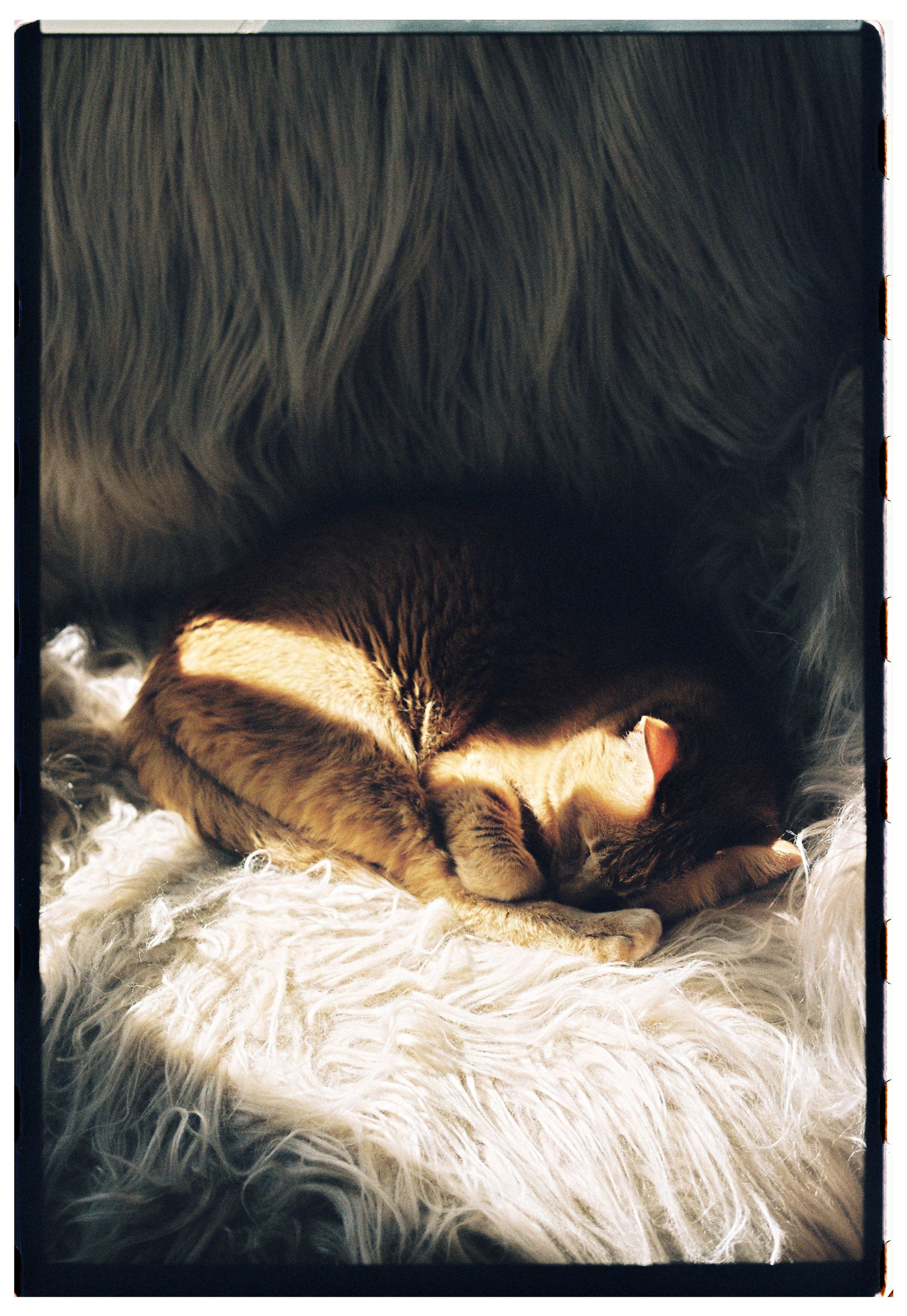 Adorable ginger cat curled up and napping on a soft, fluffy surface. Warm lighting enhances tranquility.