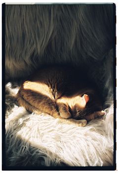 Adorable ginger cat curled up and napping on a soft, fluffy surface. Warm lighting enhances tranquility.