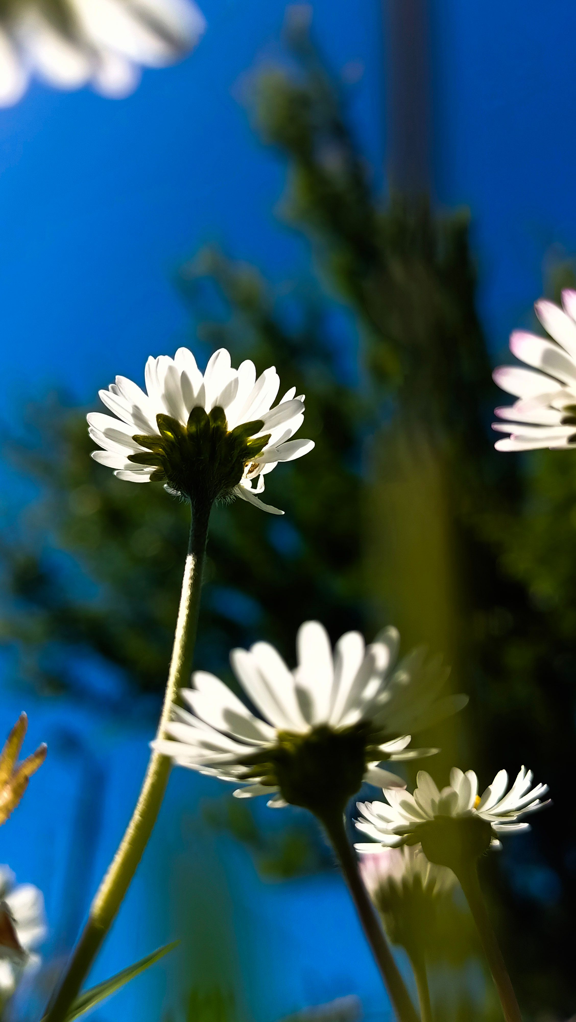 [ColoSach]-close-up-of-white-daisies-reaching-towards-a-bright-blue-sky,-captured-in-natural-light.