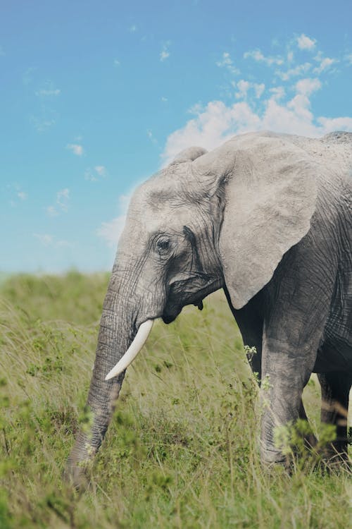 Elephant on Green Grass Field